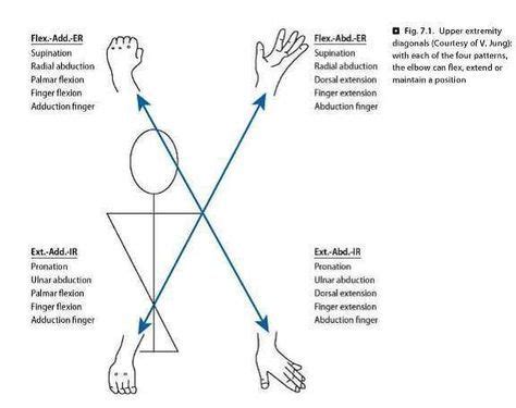 PNF flexion pattern - upper extremity | Physical therapist assistant ...