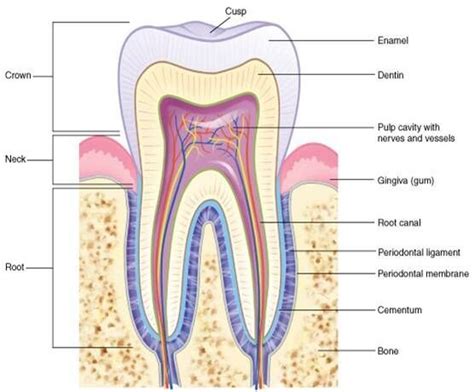 21 best Dental Assistant Study Tools images on Pinterest | Dental assistant study, Dental ...