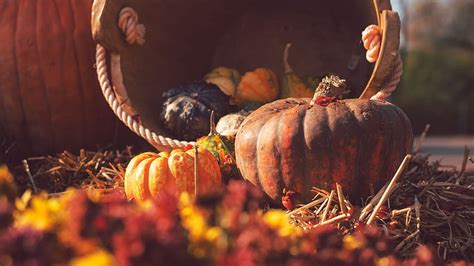 2560x1440 pumpkin, basket, straw, autumn, harvest 16:9 backgrounds ...