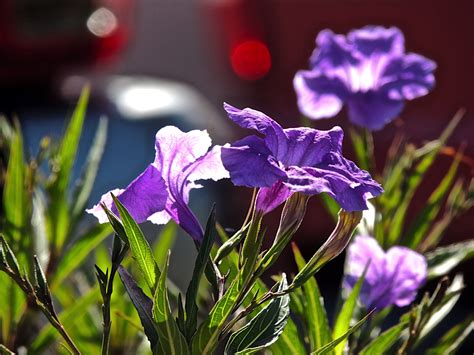 Phoenix Daily Photo: Desert Plants