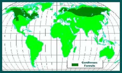 Coniferous - Stemmies of the Forest