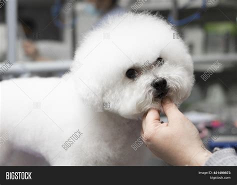 Bichon Frise Grooming Image & Photo (Free Trial) | Bigstock