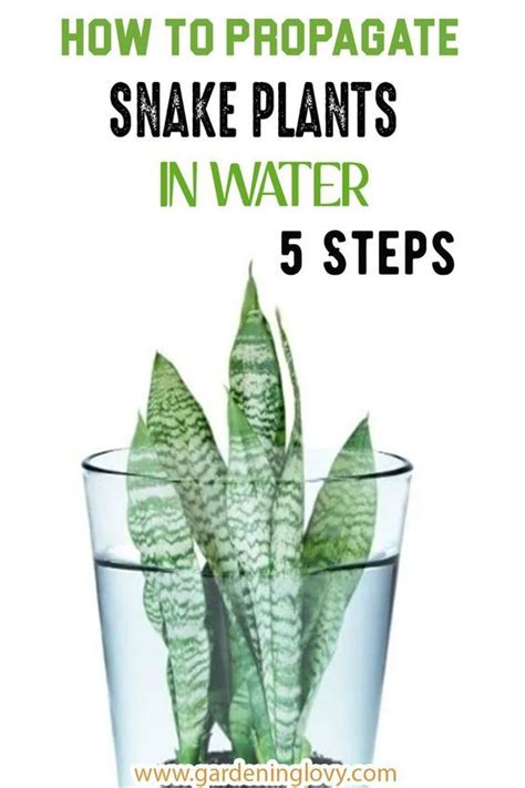 How To Propagate Snake Plants In Water: [5 Easy Steps] | Snake plant care, Snake plant indoor ...