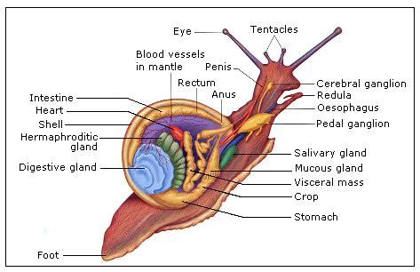 Mollusca - The reproductive system