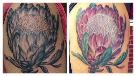 King Protea tattoo - before and after color, done in two sessions by Daniel Parish