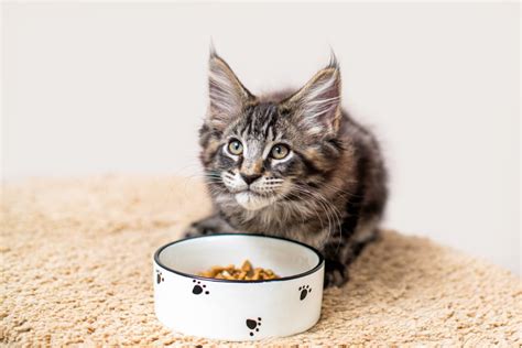 17 Maine Coon Food Allergies (According to Vets) - MaineCoon.org