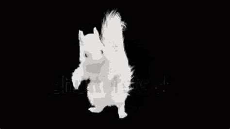 Dancing Squirrel GIF - Dancing Squirrel - Discover & Share GIFs