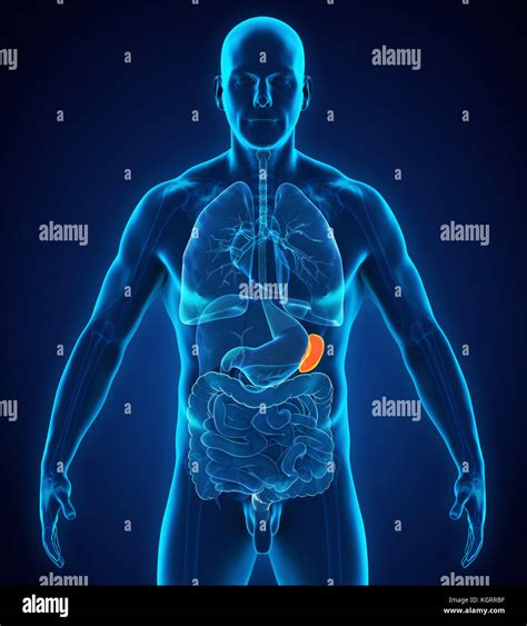 Human Spleen Anatomy Stock Photo - Alamy