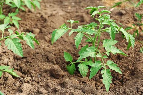 How to Plant and Grow Tomatoes in Clay Soil | Gardener's Path