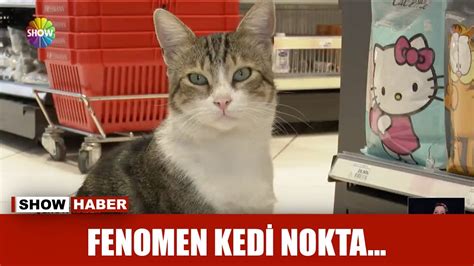 Fenomen kedi Nokta... - YouTube