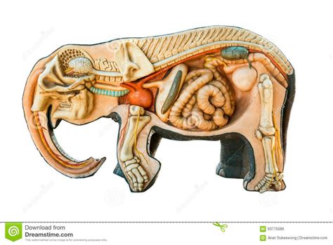 Elephant Digestive System - Abba Humananatomy