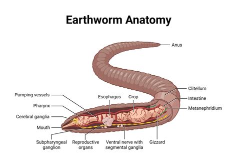 Earthworm Anatomy Model