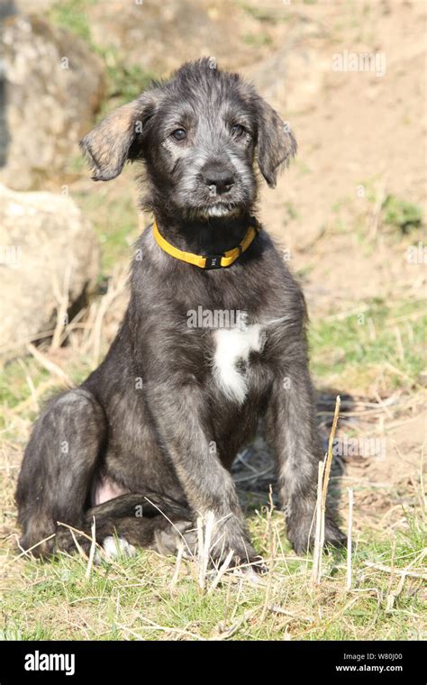 Nice Irish Wolfhound puppy lying in nature Stock Photo - Alamy