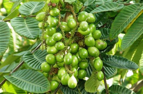 Matoa Fruit Harvest Time in Indonesia - Nusagro