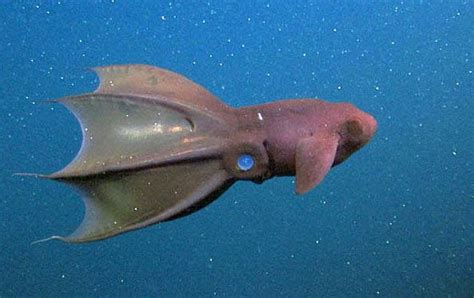 Aquarium of the Pacific | Online Learning Center | Vampire Squid