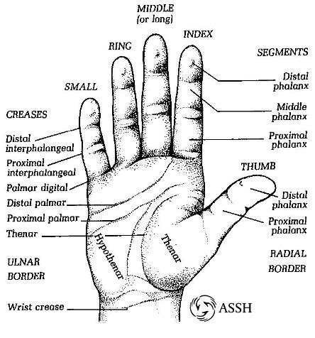 Hand Surface Anatomy – Language of Hand and Arm Surgery Series