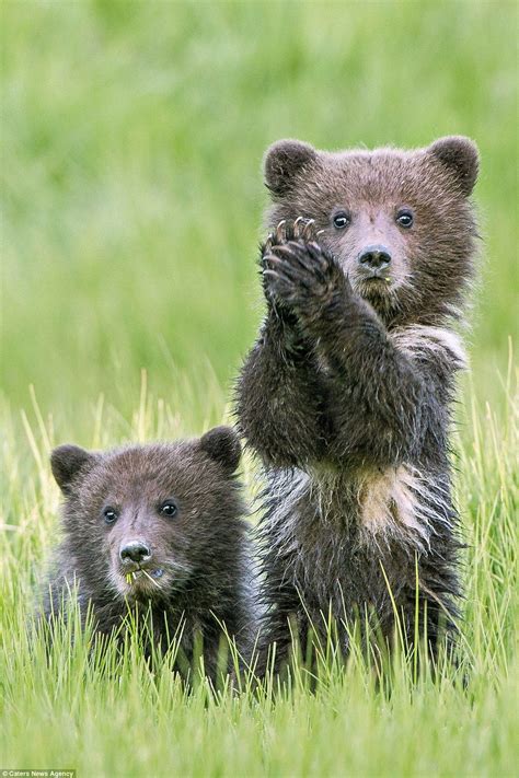 Peek –a -boo! Bear cubs give the arrival of spring a round of a-PAWS ...