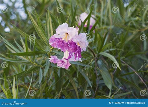 Desert willow flowers stock photo. Image of bignoniaceae - 110336794