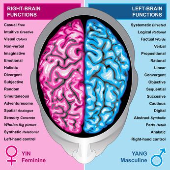 Right Brain vs. Left Brain | CJ's Corner