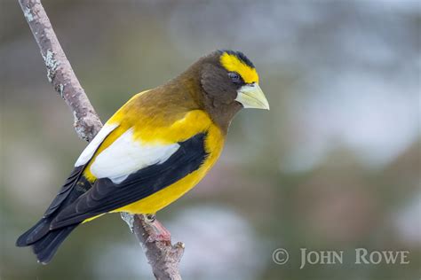 Male Evening Grosbeak