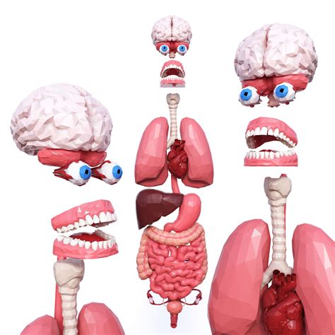 3D model Internal Organs Low Poly VR / AR / low-poly | CGTrader