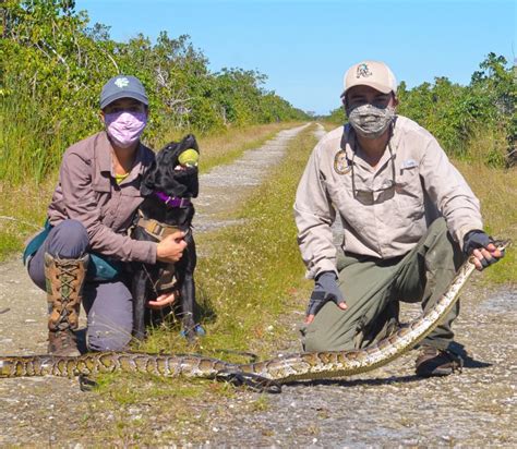 Snake-hunting dogs latest FWC anti-python strategy - Hernando Sun