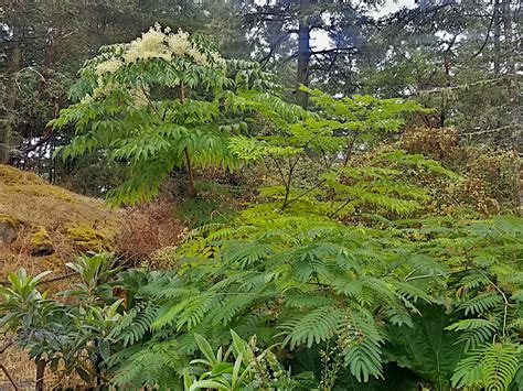 Aralia elata / Angelica tree — Ecotone Plants LLC