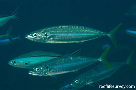 Decapterus macarellus - Mackerel Scad | ReefLifeSurvey.com