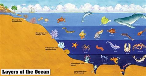 Mesopelagic Zone Food Web