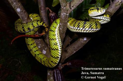 Trimeresurus sumatranus | The Reptile Database