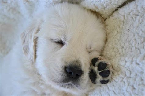 Is My Puppy Sleeping Too Much? | Puppy Sleep Schedules