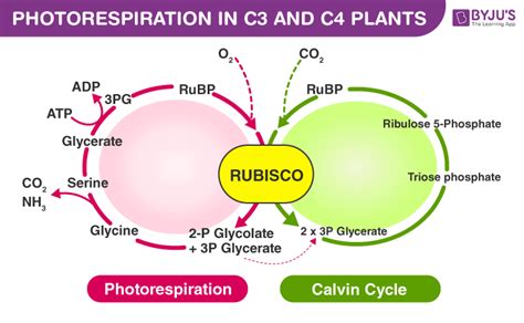 Photorespiration-Overview and Significances In C3 & C4 Plants