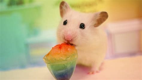 🐹 Hamster eats a rainbow slushie 🌈 - YouTube