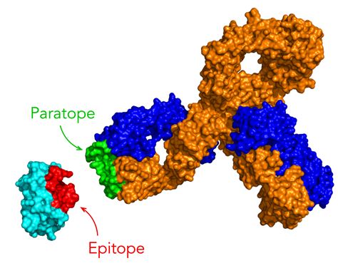 epitope