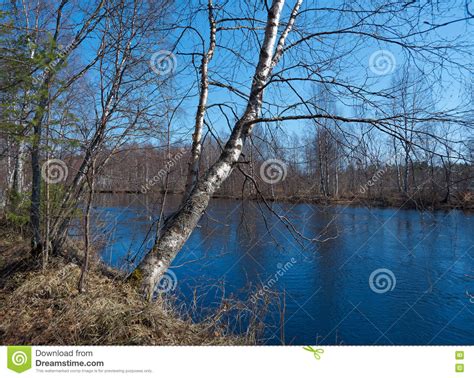 Spring Flooding on the River Stock Image - Image of landscape, taiga: 70878509