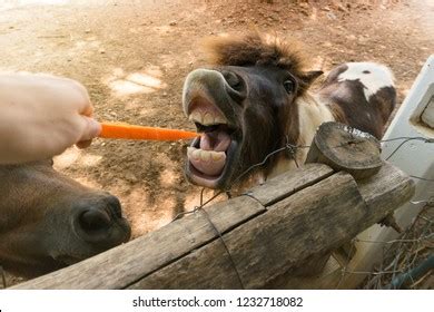 Horse Carrot Images, Stock Photos & Vectors | Shutterstock