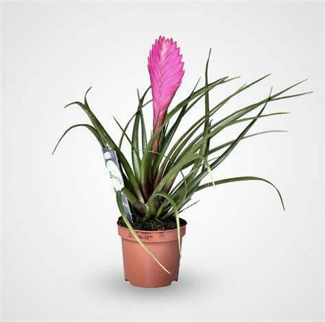 Tillandsia Cyanea Pink Quill | Buy Online in UAE|Green Souq UAE