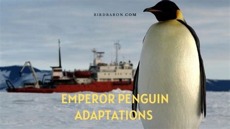 Emperor Penguin Adaptations - Types of Adaptation - BirdBaron