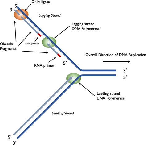 DNA synthesis at a replication fork A single replication fork showing ...