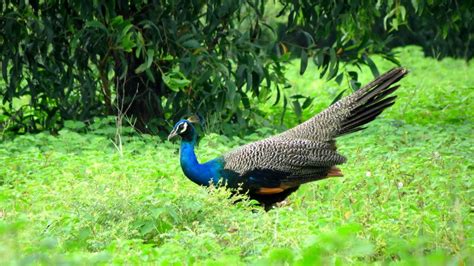 Shade Coffee and the Dancing Indian Peacock - EcoFriendly Coffee