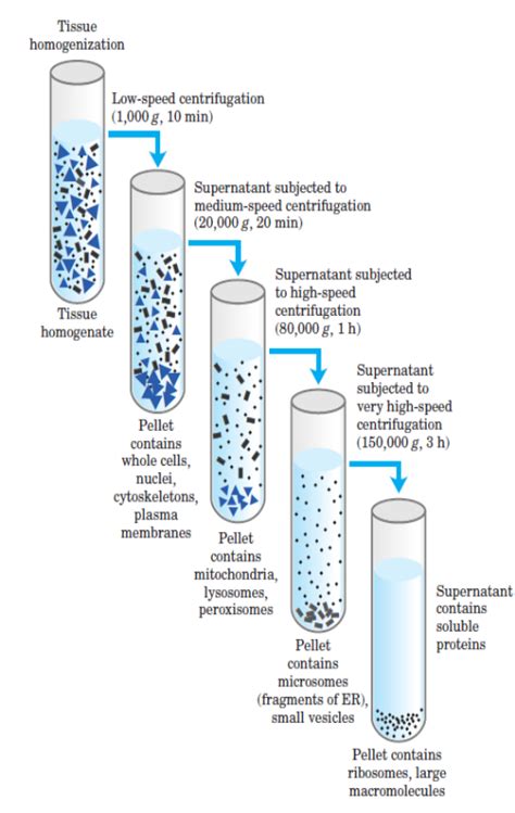 Medical Biochemistry Blog: Biochemistry inroduction, Cell fractionation