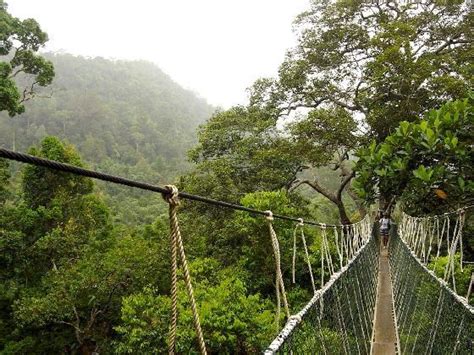 Taman Negara National park - AURADYA