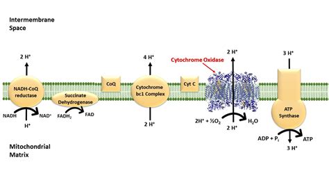 Cytochrome Oxidase - Chemistry LibreTexts