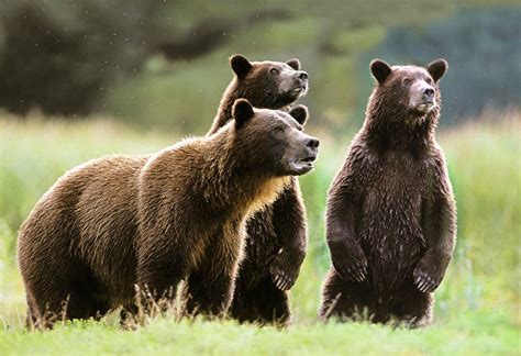 Brown / Grizzly Bear Facts - North American Bear CenterNorth American Bear Center