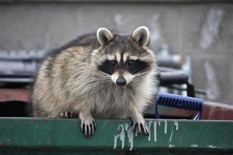 Keeping Raccoons Out of Your Garbage Cans - Colonial Pest Control