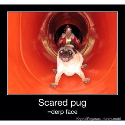 Derp face | Pug memes, Funny animal photos, Dog memes