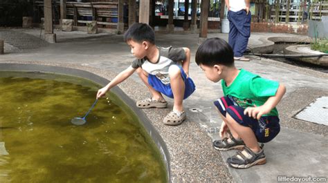 Where To Go Longkang Fishing in Singapore: Grab A Net And Chase Down Some Fish - Little Day Out