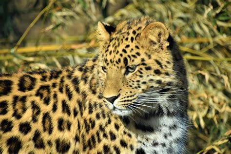 One of the two amur leopard cubs - ZooChat