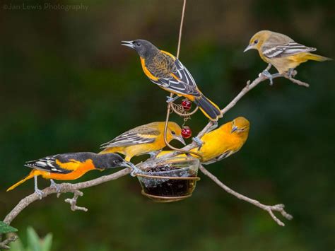 Understanding what birds eat is crucial for their survival and ...