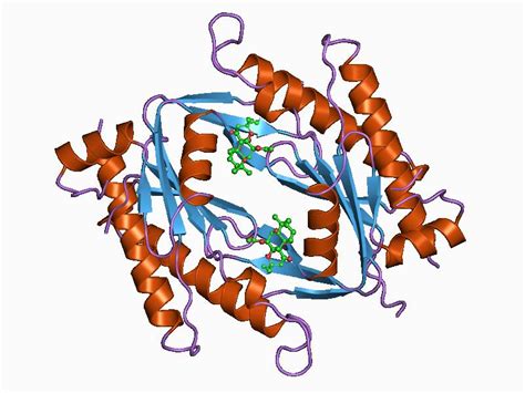 Adenylate Cyclase; Adenyl Cyclase